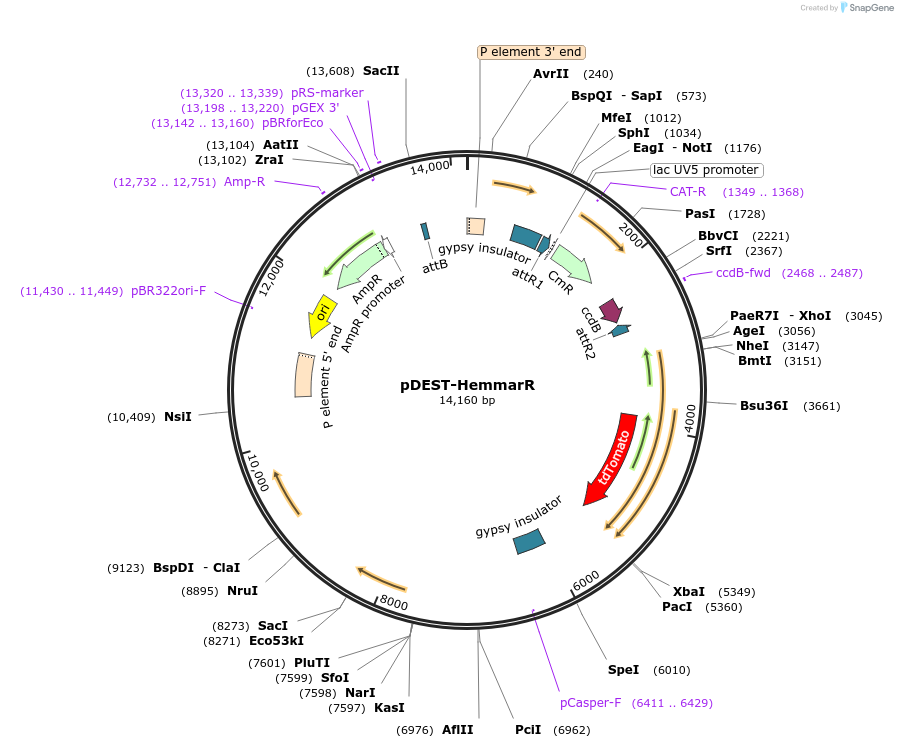 31222-plasmid-map-sequence-id-14309