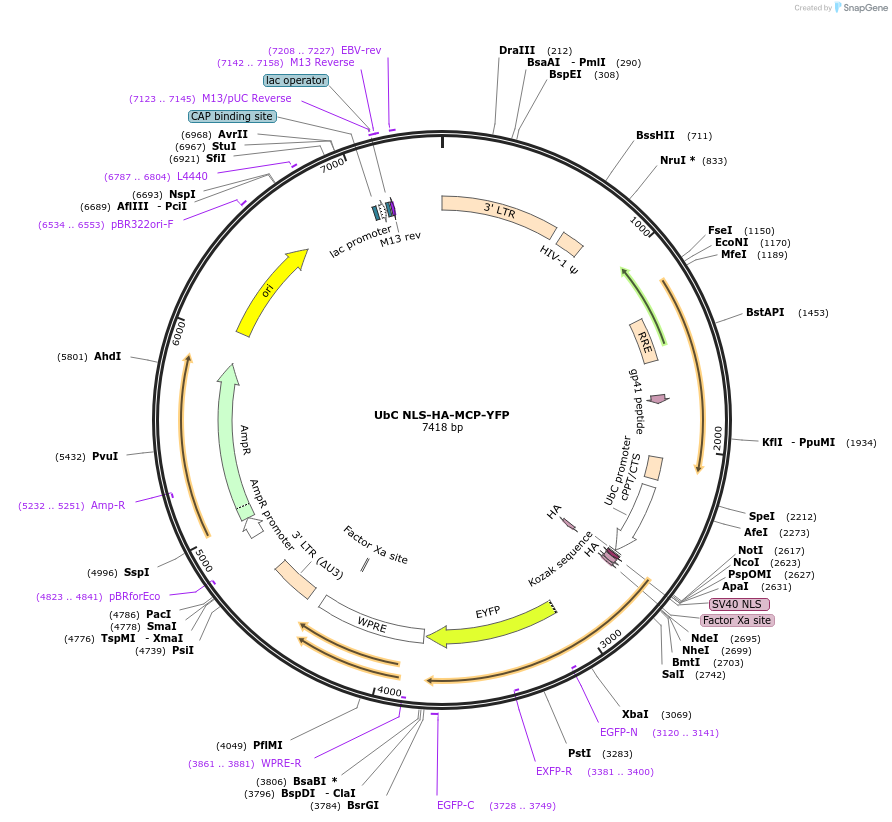 31230-plasmid-map-sequence-id-14311