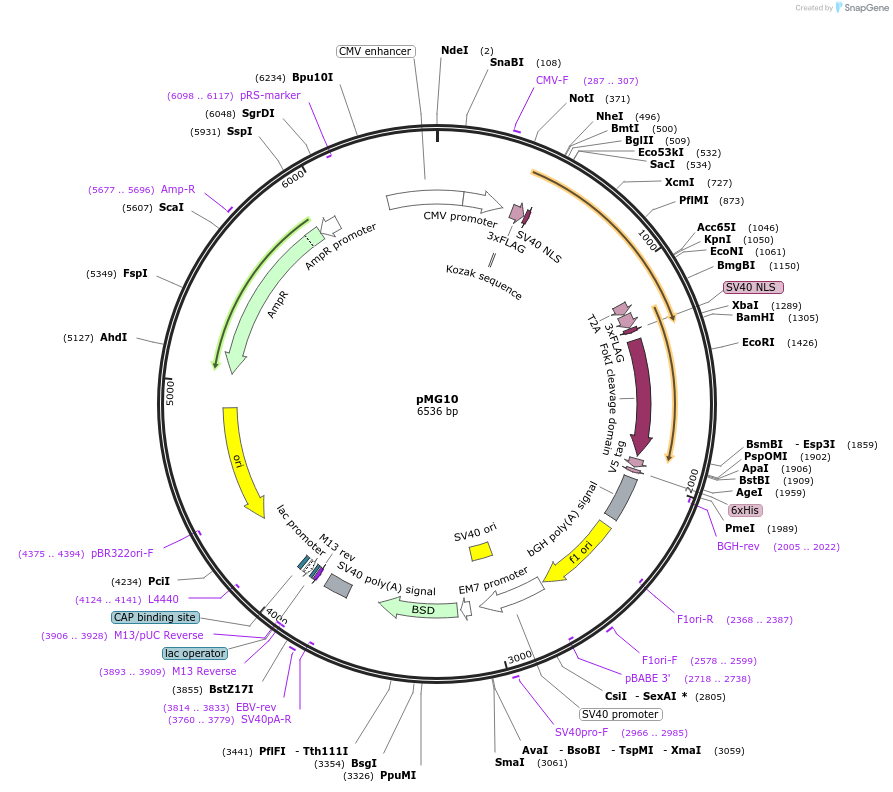 31238-plasmid-map-sequence-id-14312