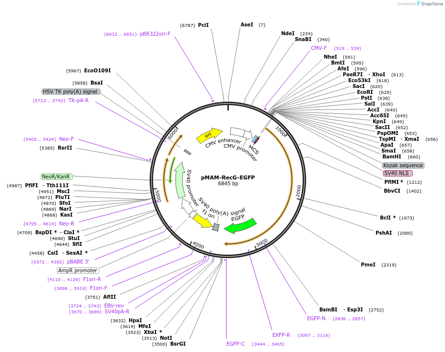 31274-plasmid-map-sequence-id-14334
