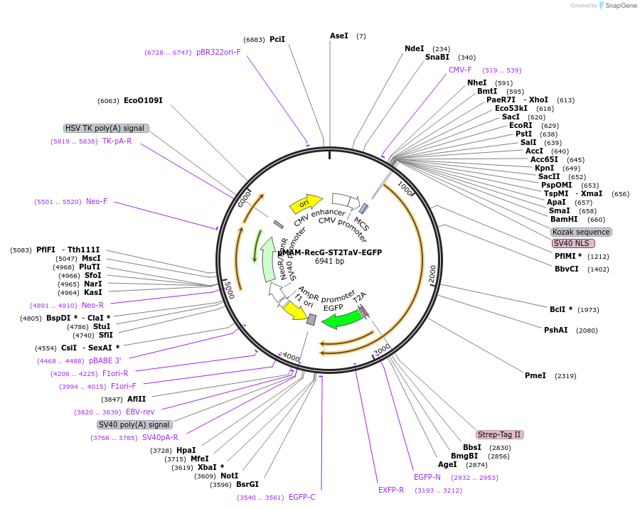 31275-plasmid-map-sequence-id-14335