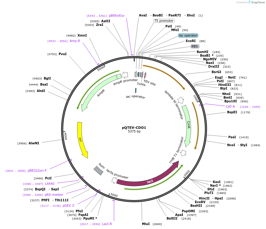 31292-plasmid-map-sequence-id-14340
