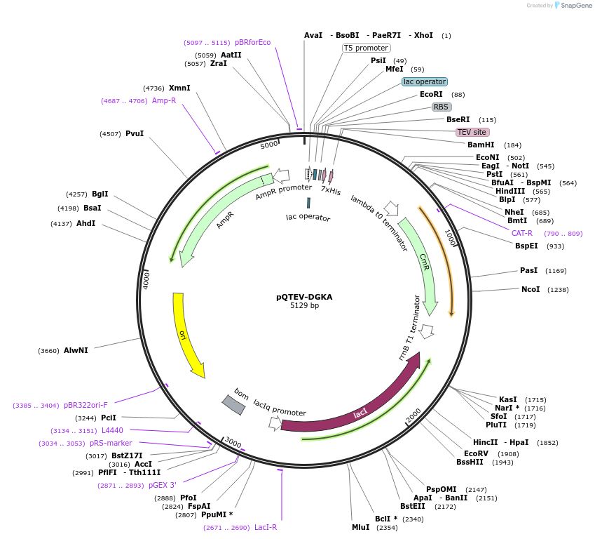 31294-plasmid-map-sequence-id-14342