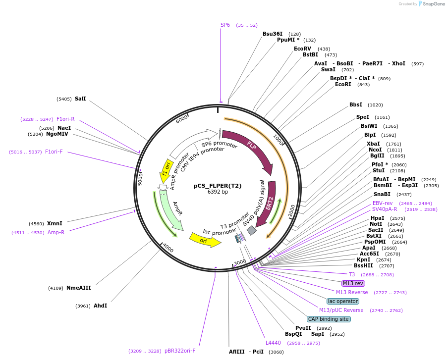 31303-plasmid-map-sequence-id-14343