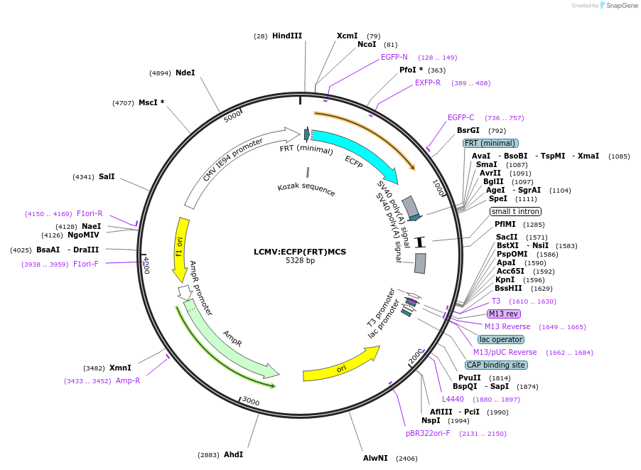 31374-plasmid-map-sequence-id-14344