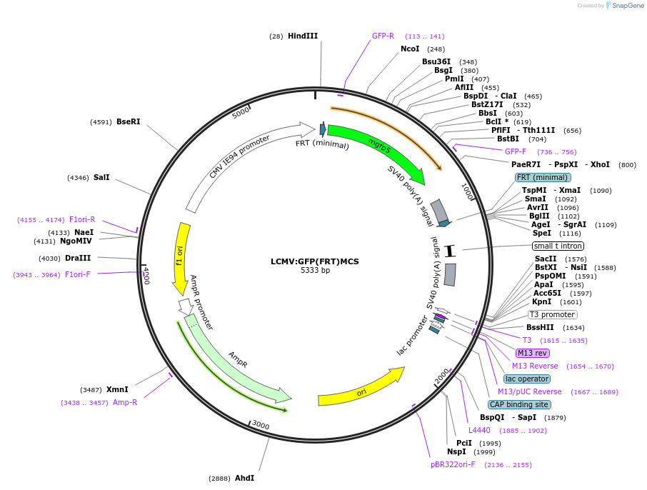 31298-plasmid-map-sequence-id-14346
