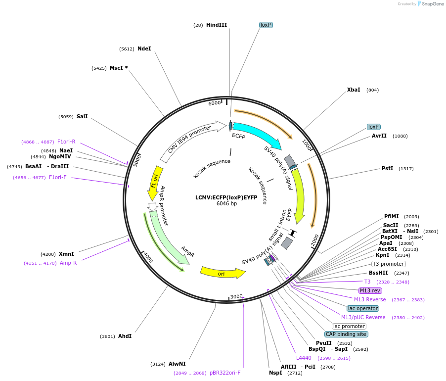 31306-plasmid-map-sequence-id-14348