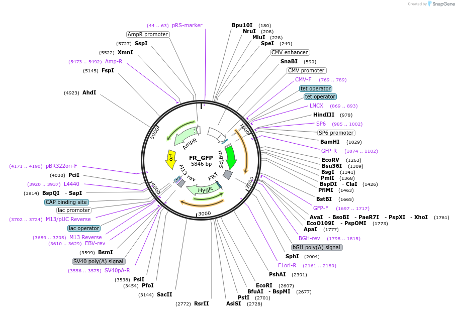 31302-plasmid-map-sequence-id-14349