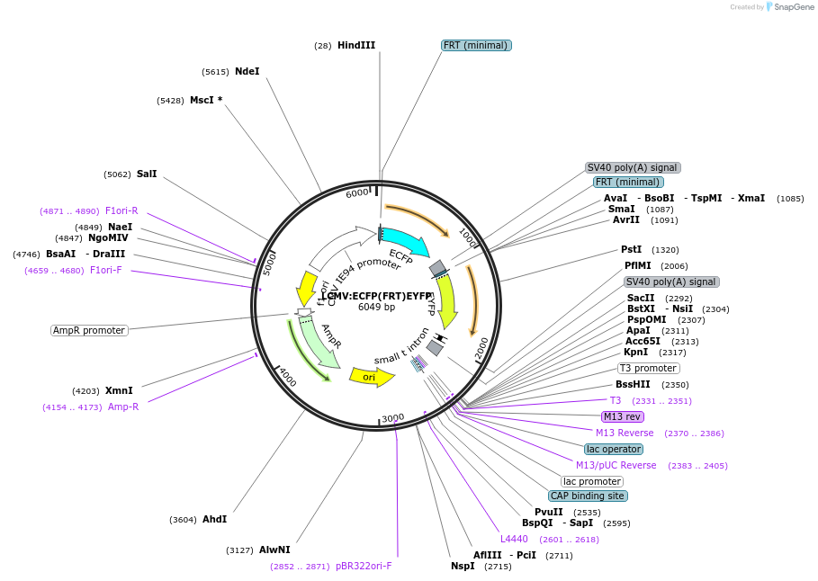 31307-plasmid-map-sequence-id-14350
