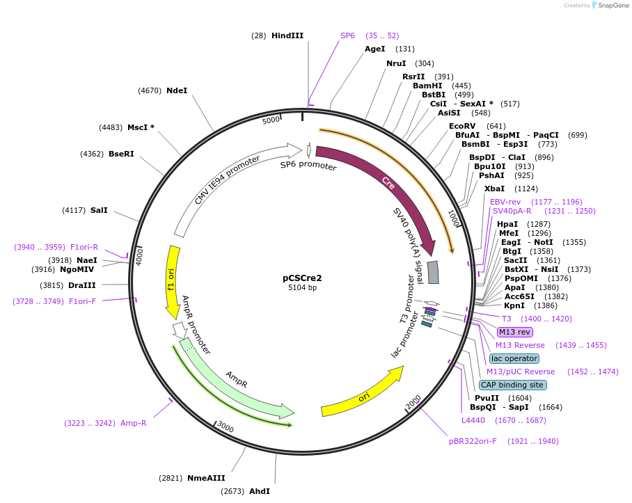 31308-plasmid-map-sequence-id-14351
