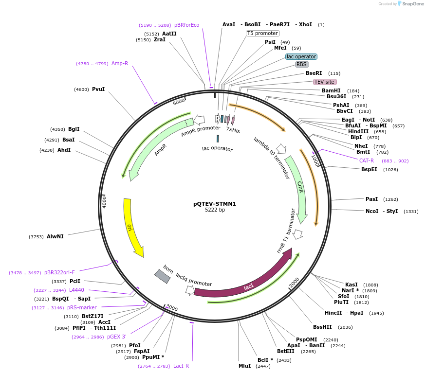 31326-plasmid-map-sequence-id-14357
