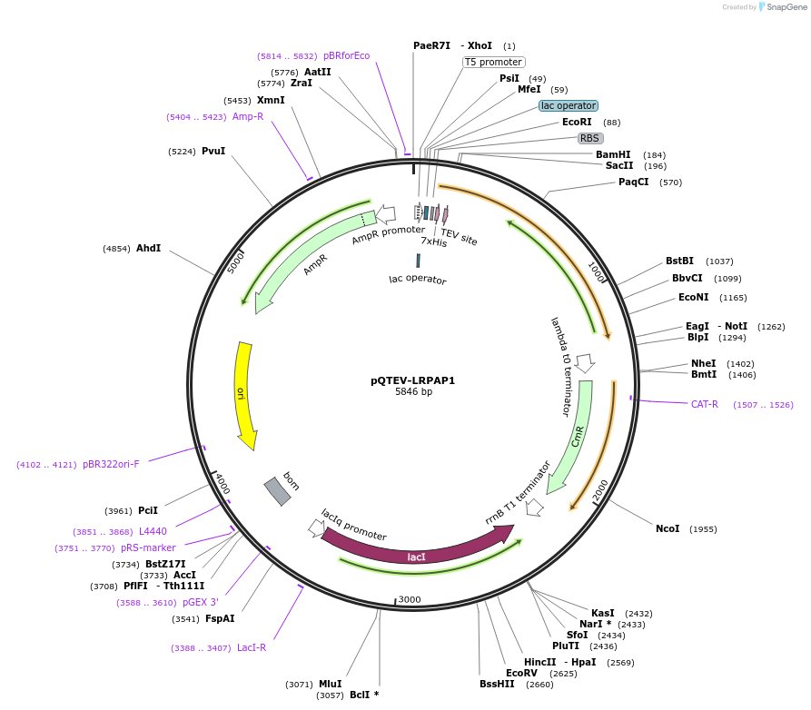 31327-plasmid-map-sequence-id-14358