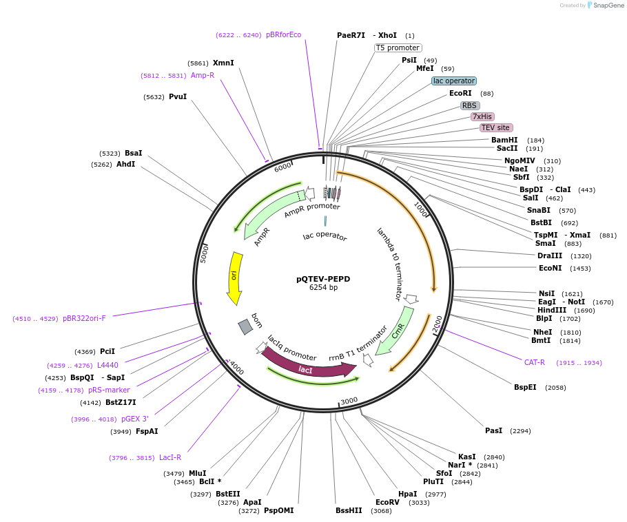 31328-plasmid-map-sequence-id-14359