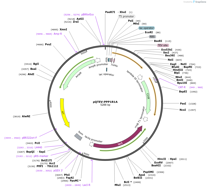 31331-plasmid-map-sequence-id-14362
