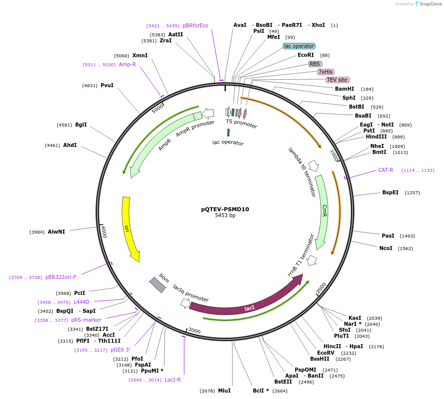 31332-plasmid-map-sequence-id-14363