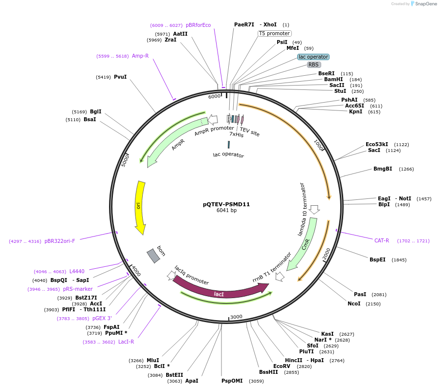 31333-plasmid-map-sequence-id-14364