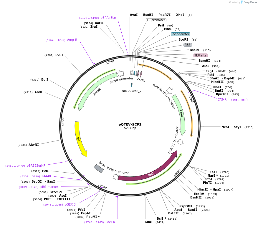 31336-plasmid-map-sequence-id-14367
