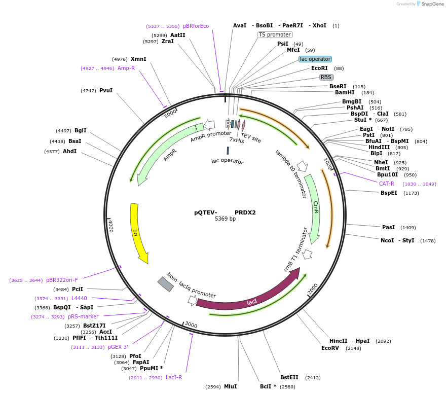 31338-plasmid-map-sequence-id-14369