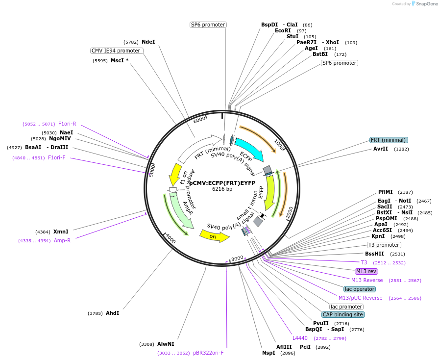 31373-plasmid-map-sequence-id-14375