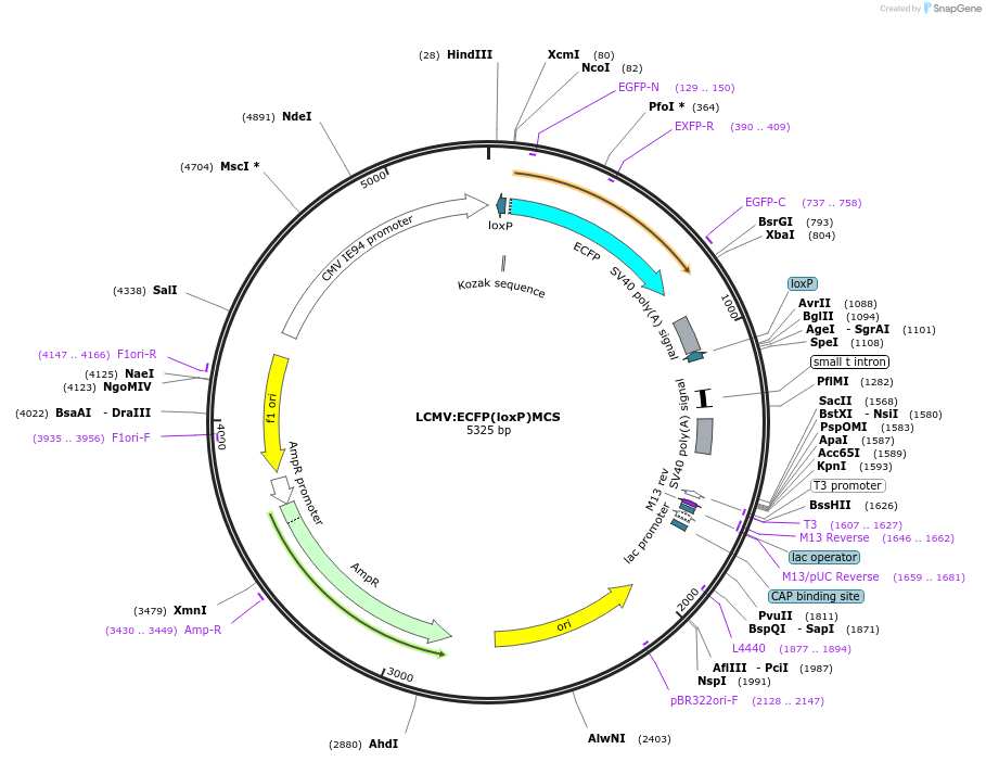 31376-plasmid-map-sequence-id-14376
