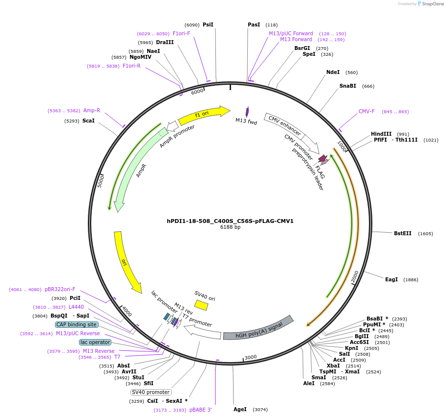 31383-plasmid-map-sequence-id-14378