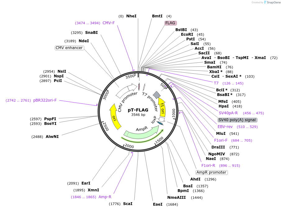 31385-plasmid-map-sequence-id-14379
