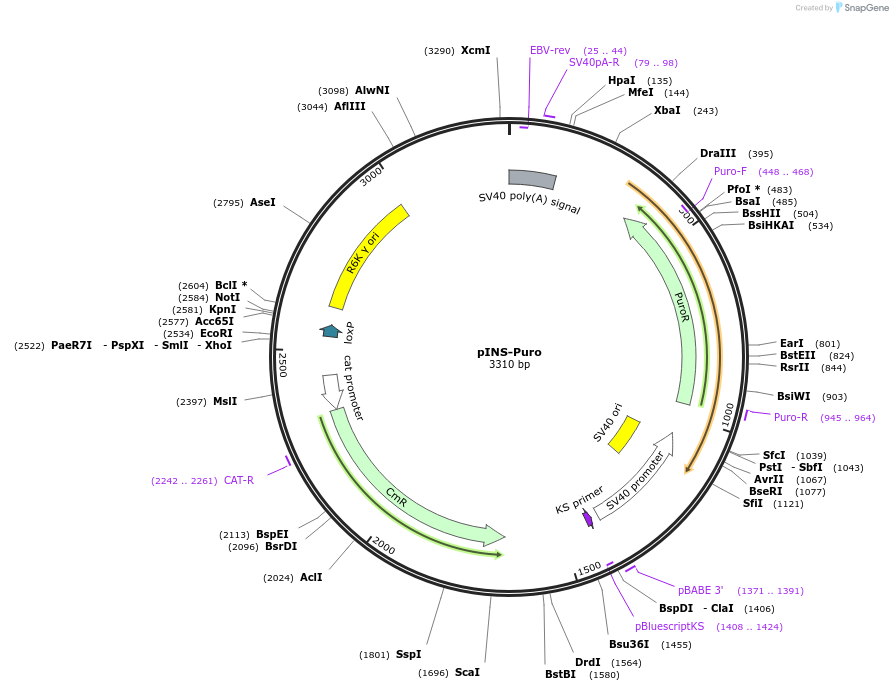 31389-plasmid-map-sequence-id-14381