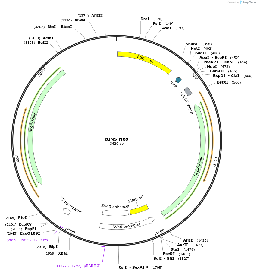 31390-plasmid-map-sequence-id-14382