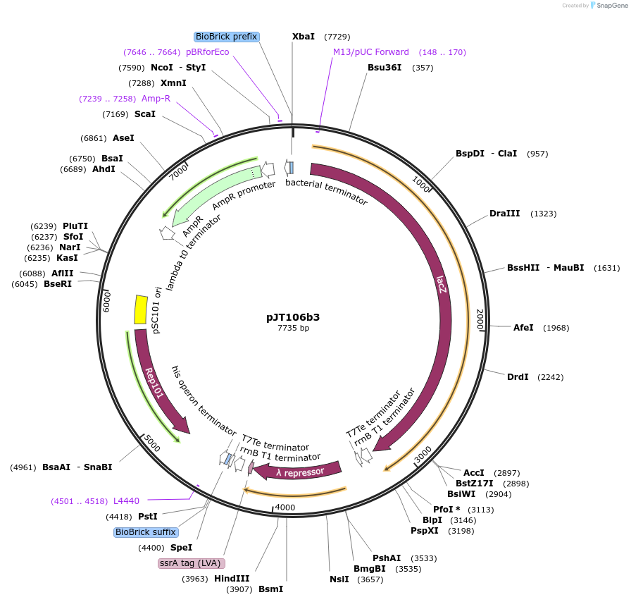 31393-plasmid-map-sequence-id-14384