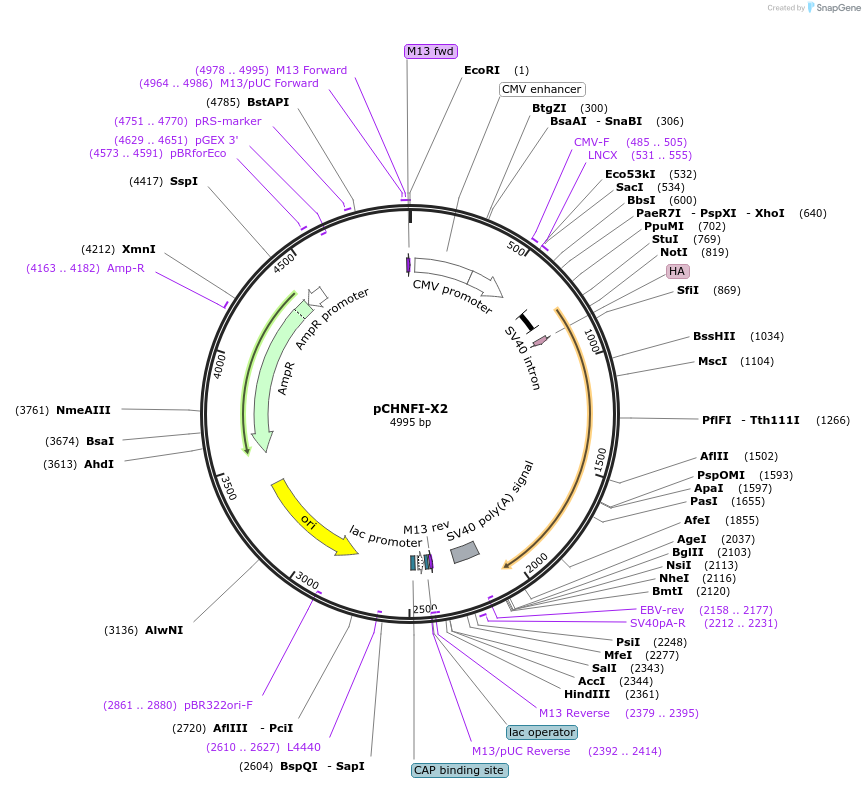 31402-plasmid-map-sequence-id-14389