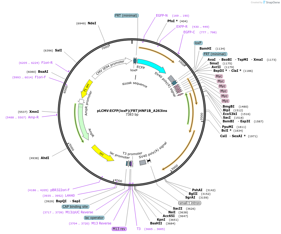 31440-plasmid-map-sequence-id-14394