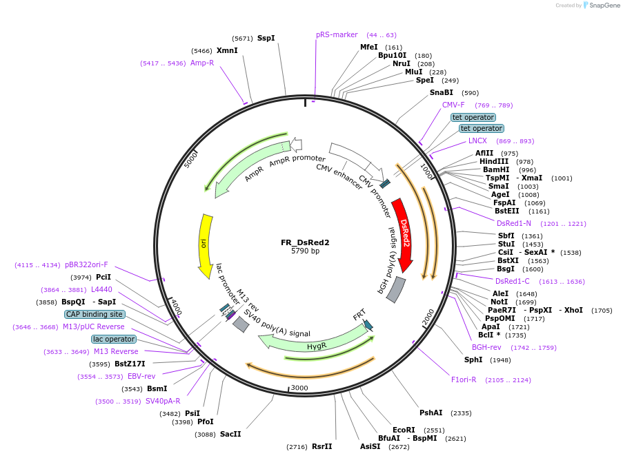 31444-plasmid-map-sequence-id-14395
