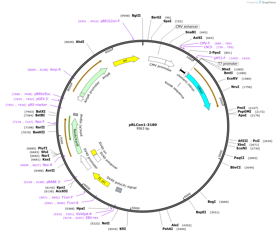 31445-plasmid-map-sequence-id-14396