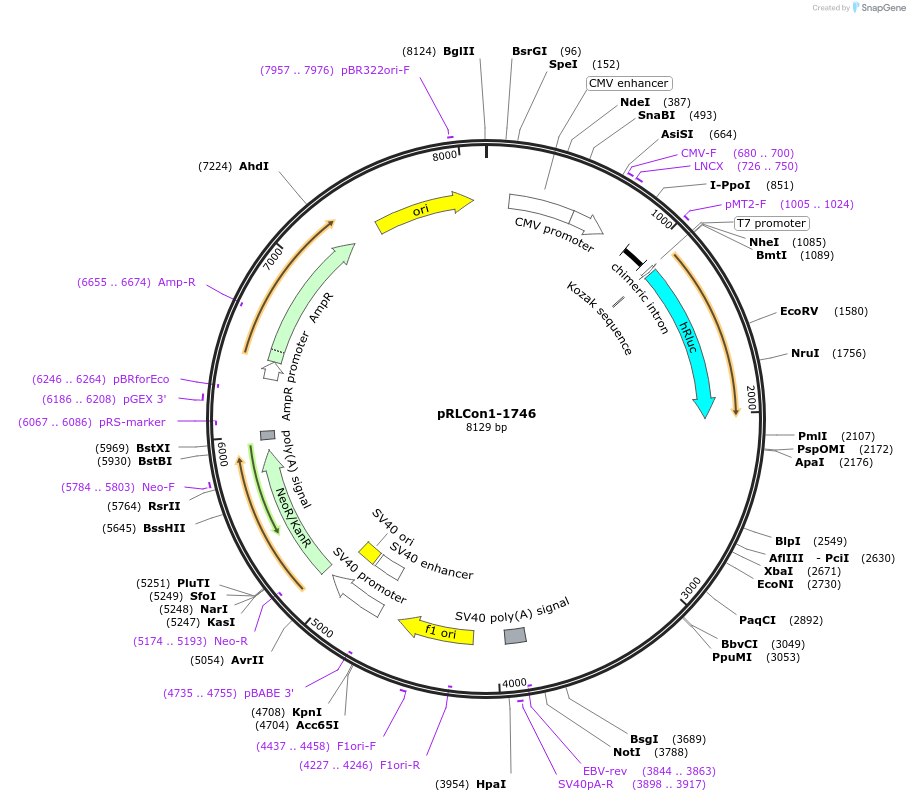 31446-plasmid-map-sequence-id-14397
