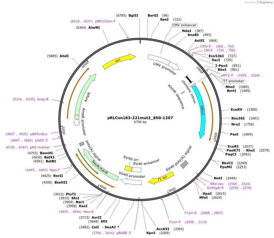 31450-plasmid-map-sequence-id-14401