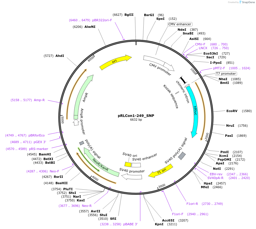 31454-plasmid-map-sequence-id-14405