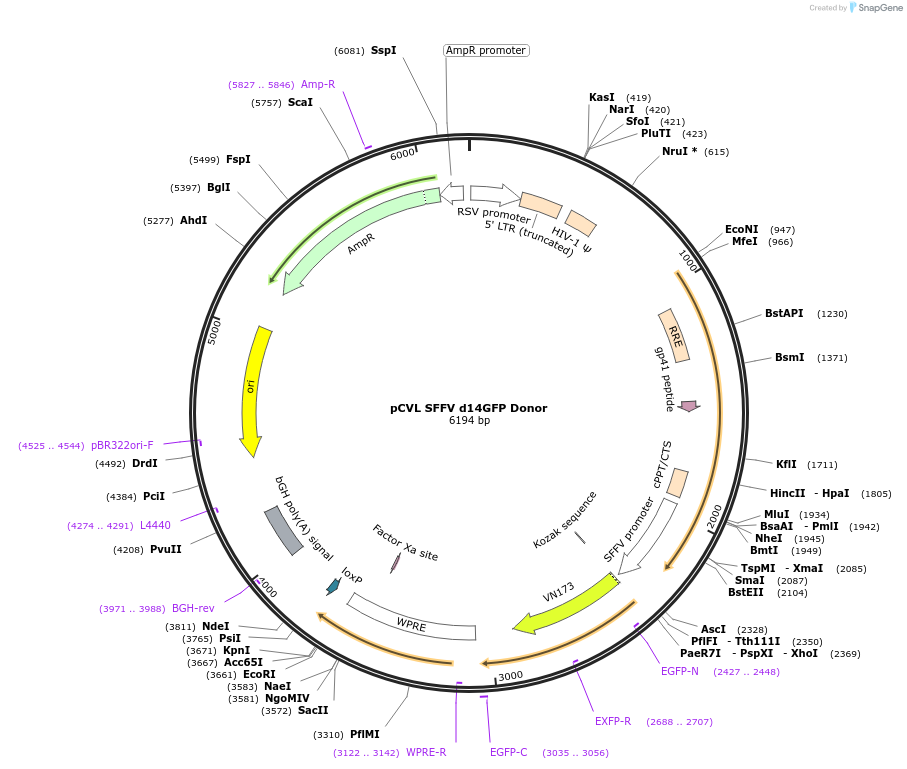 31475-plasmid-map-sequence-id-14406