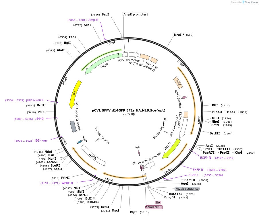 31476-plasmid-map-sequence-id-14411