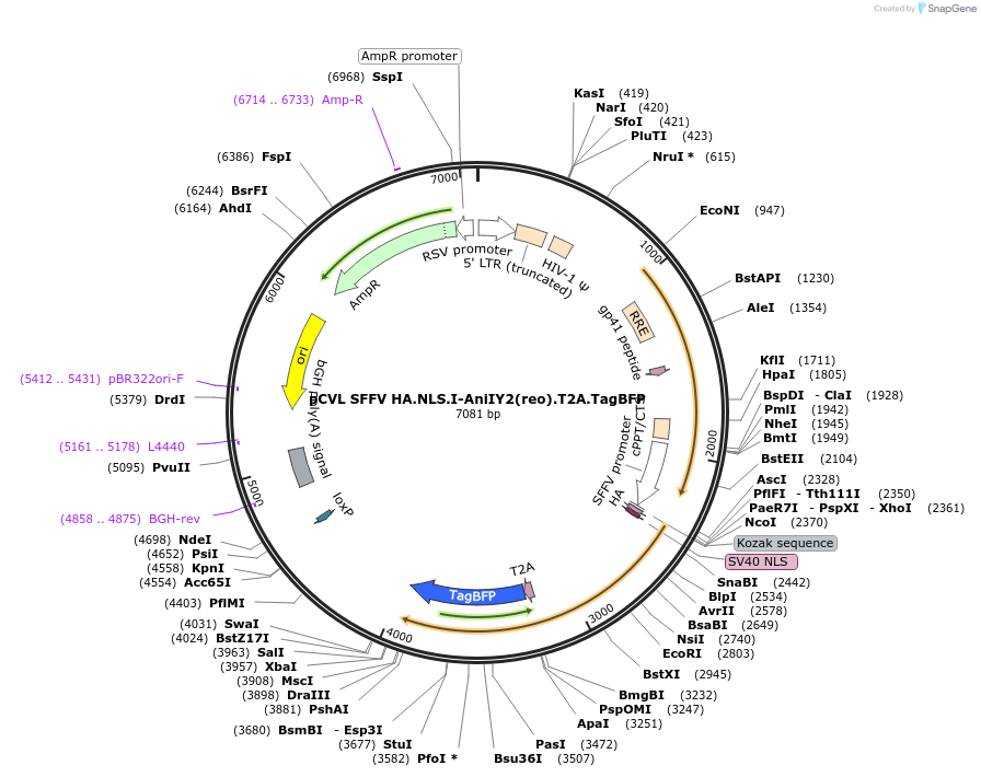 31477-plasmid-map-sequence-id-14412