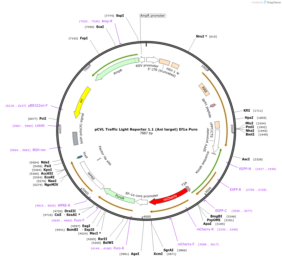 31480-plasmid-map-sequence-id-14415