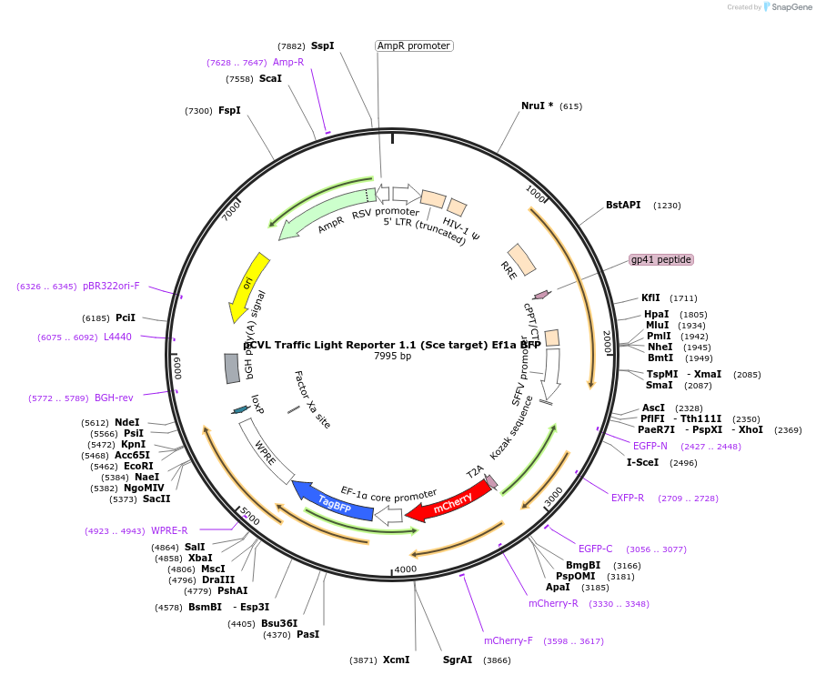 31481-plasmid-map-sequence-id-14416