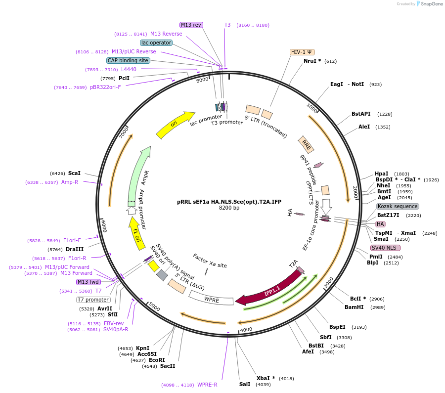 31484-plasmid-map-sequence-id-14419