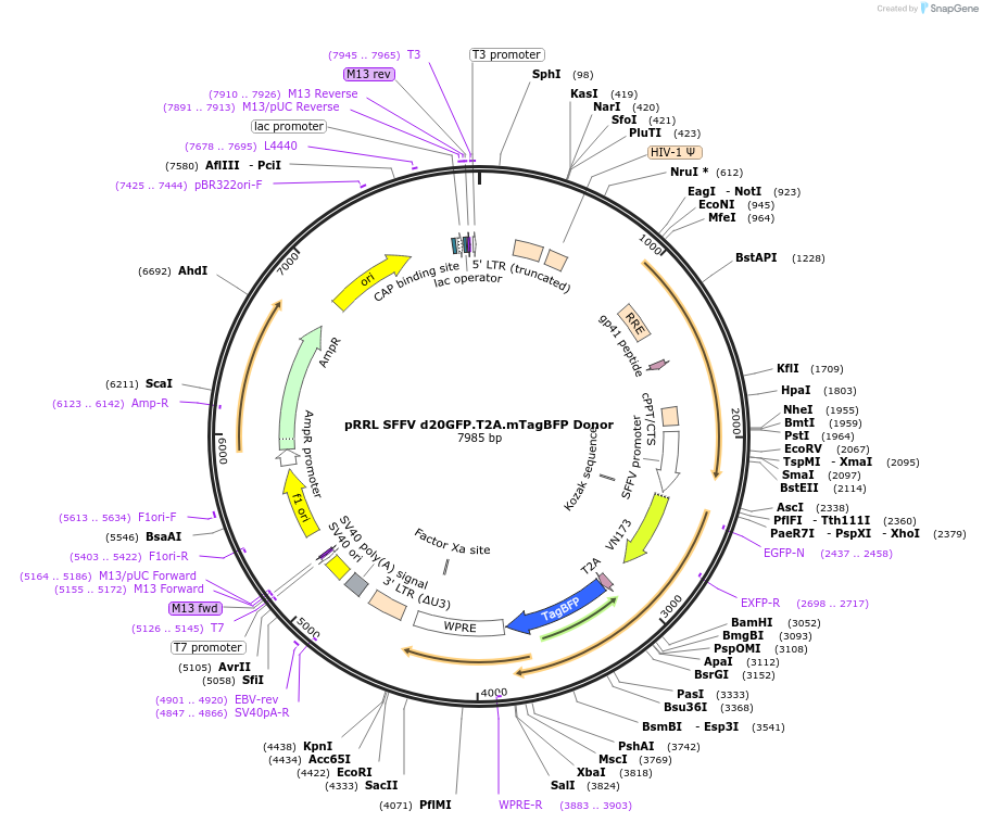 31485-plasmid-map-sequence-id-14420