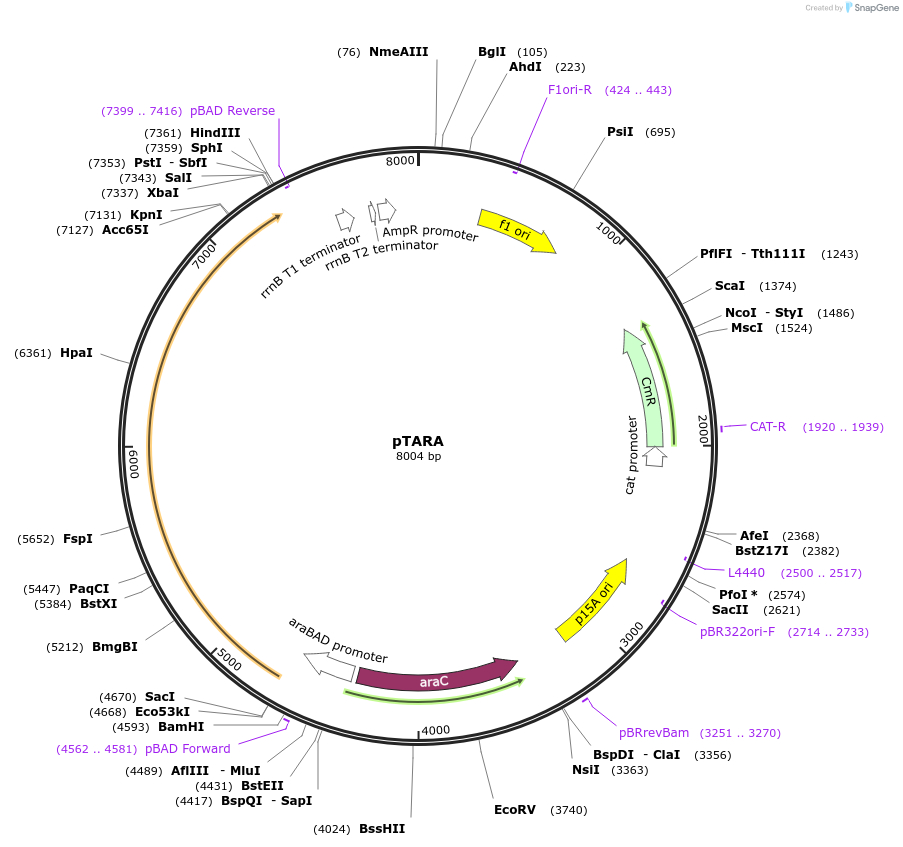 31491-plasmid-map-sequence-id-14423