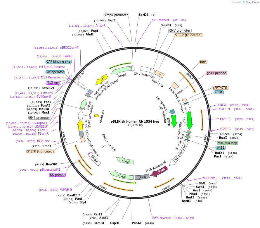 31500-plasmid-map-sequence-id-14427