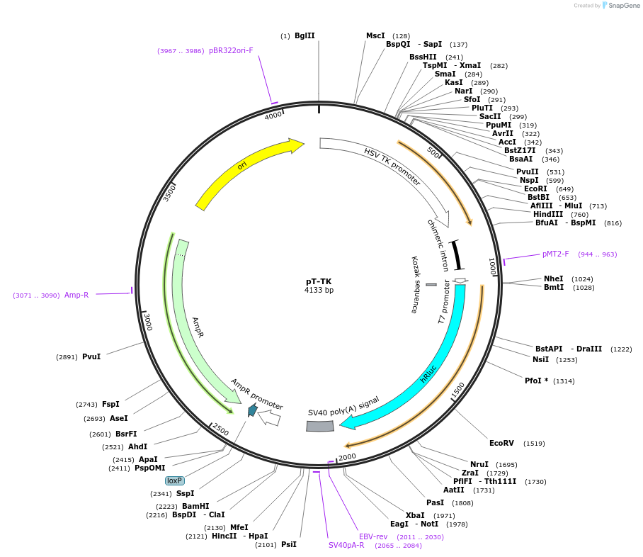 31549-plasmid-map-sequence-id-14446