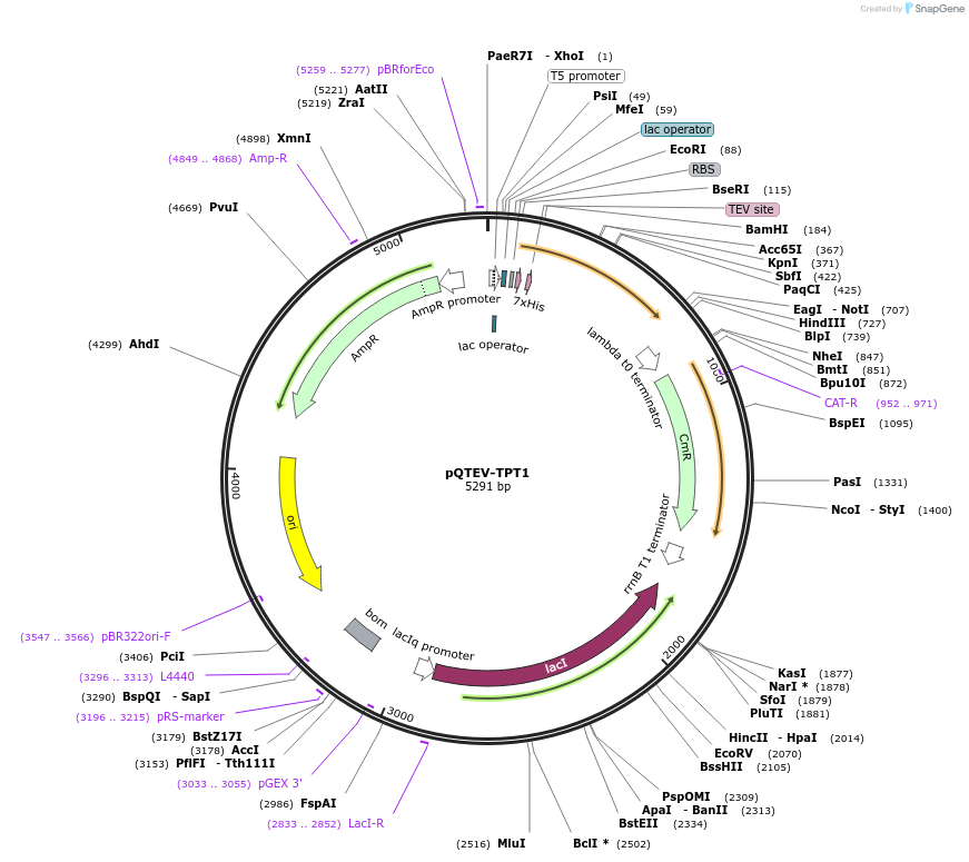 31558-plasmid-map-sequence-id-14455