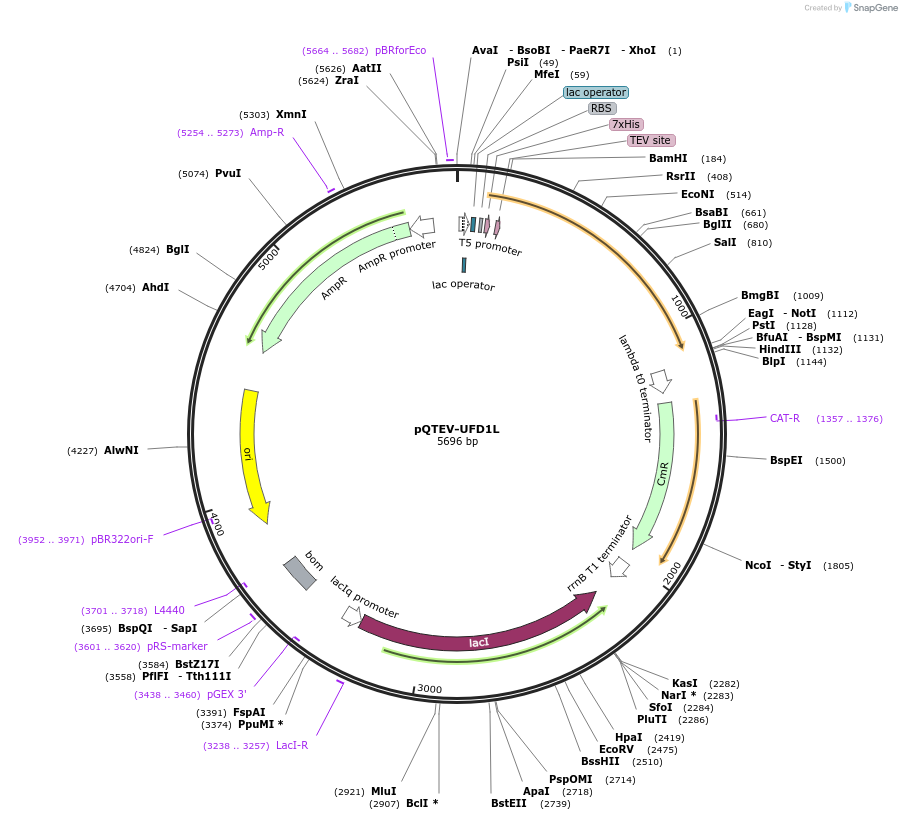 31560-plasmid-map-sequence-id-14457
