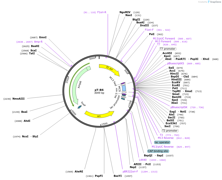 31561-plasmid-map-sequence-id-14458