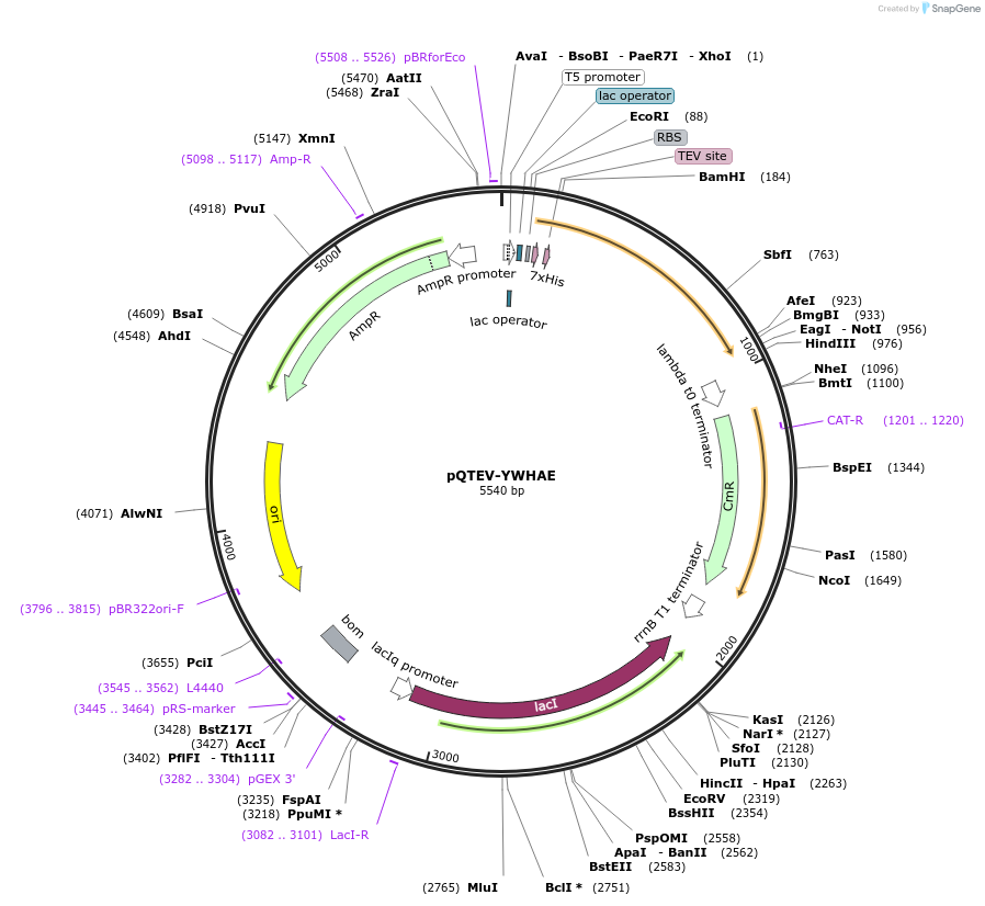 31562-plasmid-map-sequence-id-14459